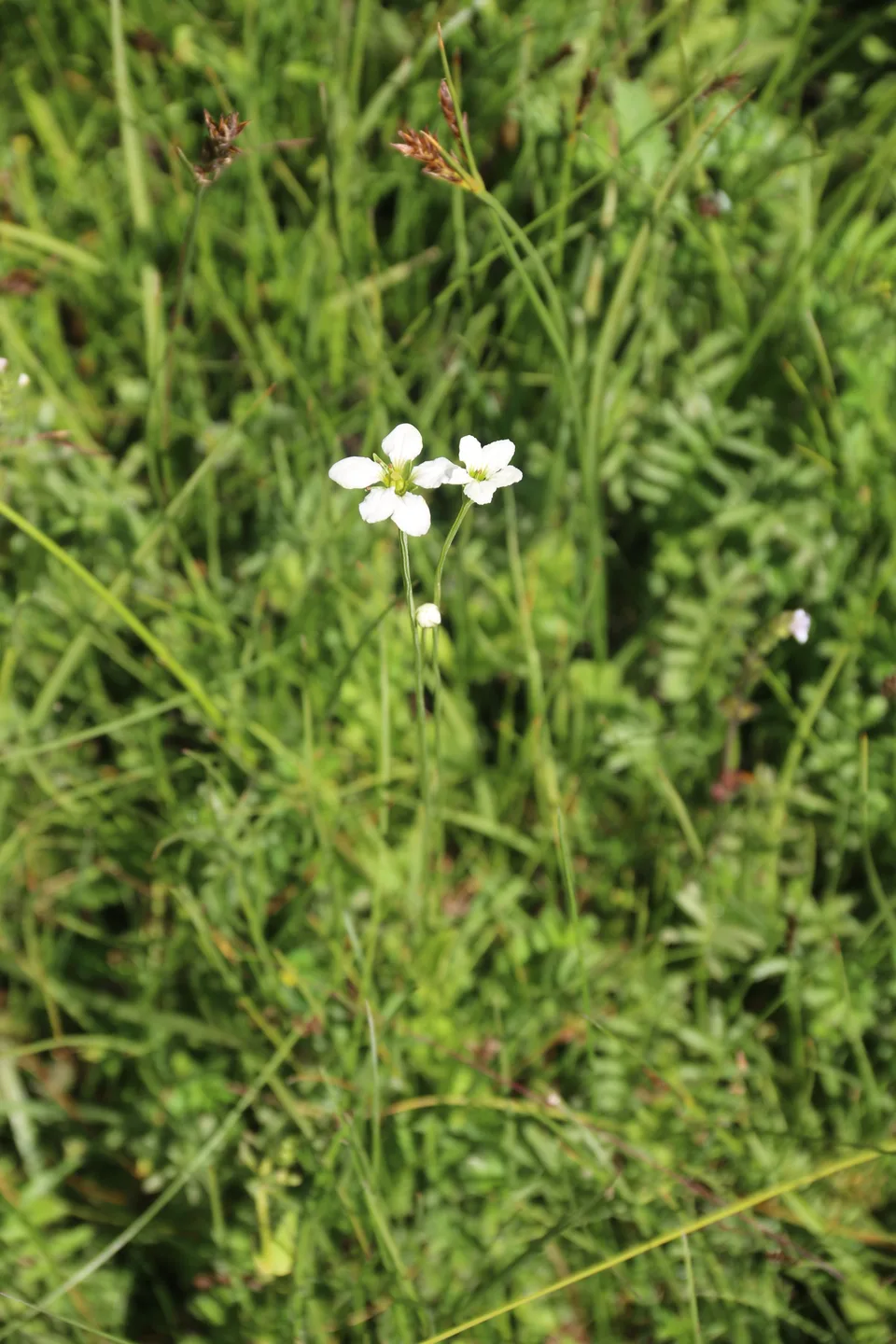叙永梅花草