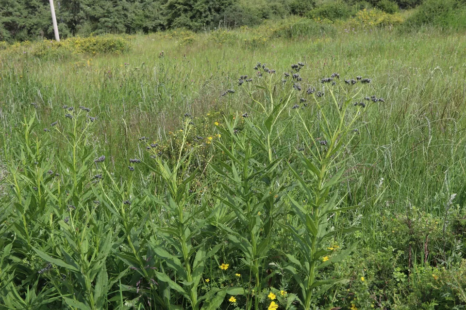 柳叶凤毛菊