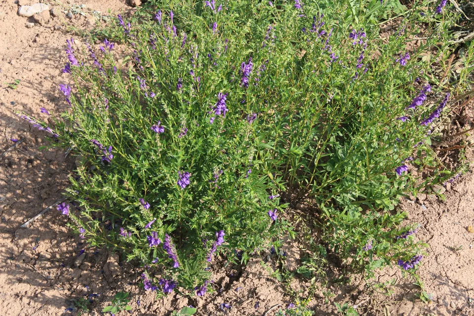 黄芩