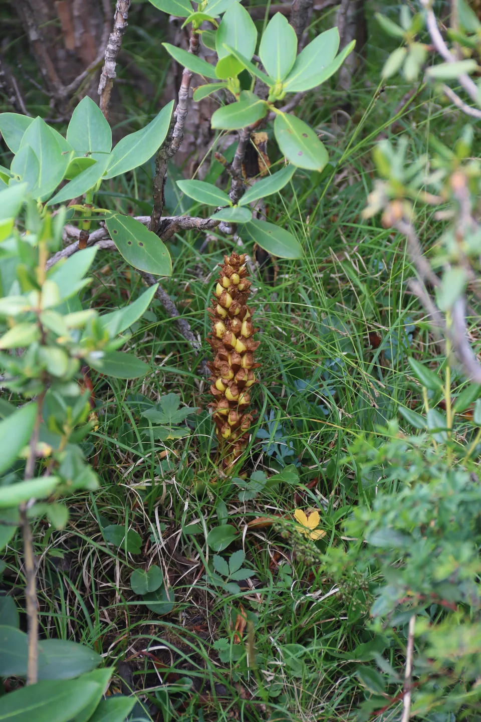丁座草
