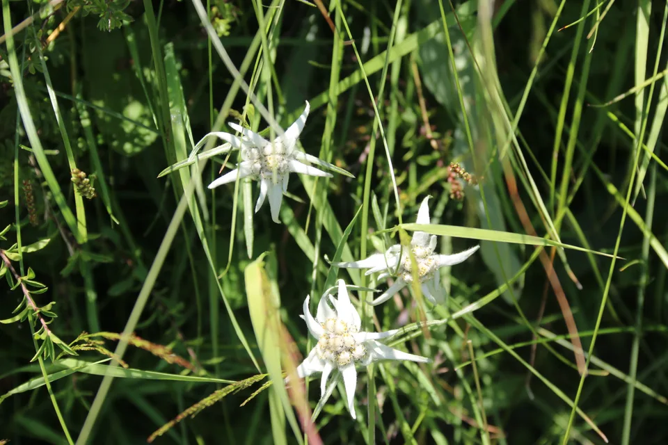 香芸火绒草，影像编号 media-20260729-0145