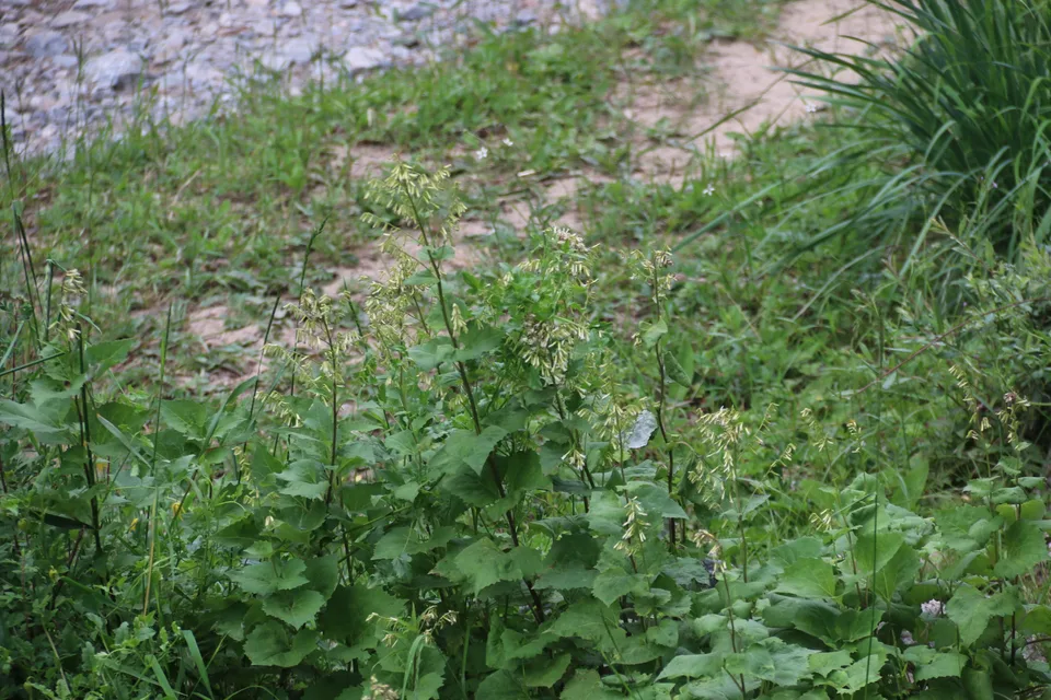 珠毛蟹甲草